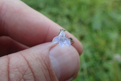 Lobelia appendiculata