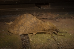 Oxycanus