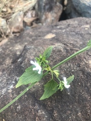 Leucas glabrata