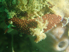 Nembrotha