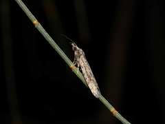 Carposinidae