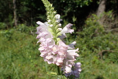 Physostegia digitalis
