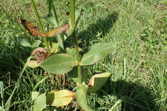 Physostegia digitalis