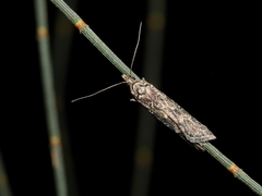 Carposinidae