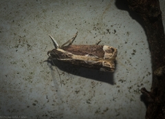 Chaliniastis astrapaea