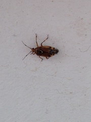 Deraeocoris flavilinea