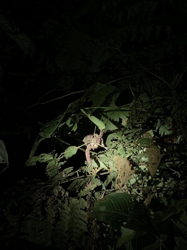 eastern Amazon climbing mouse (Rhipidomys emiliae) — Least Concern Mammalia