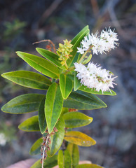 Veronica ligustrifolia