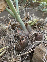 Drimia delagoensis