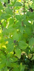 Parietaria officinalis