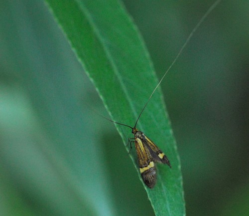 Nemophora degeerella