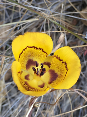 Calochortus clavatus