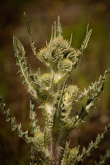 Cirsium hookerianum