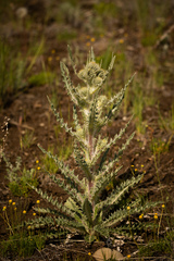 Cirsium hookerianum