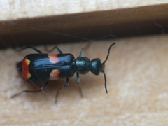 Anthocomus fasciatus