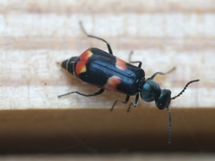 Anthocomus fasciatus