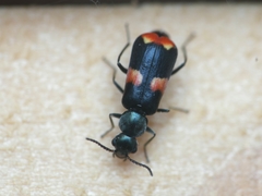 Anthocomus fasciatus