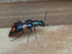 Anthocomus fasciatus