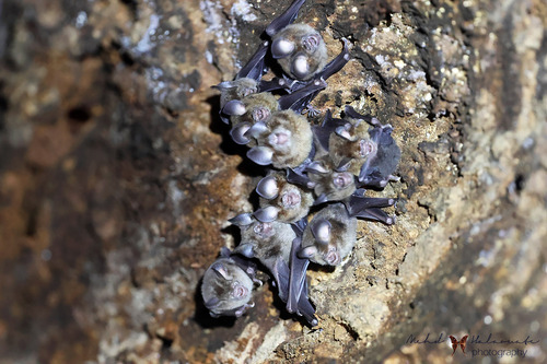Hipposideros maggietaylorae observed 2024-06-21