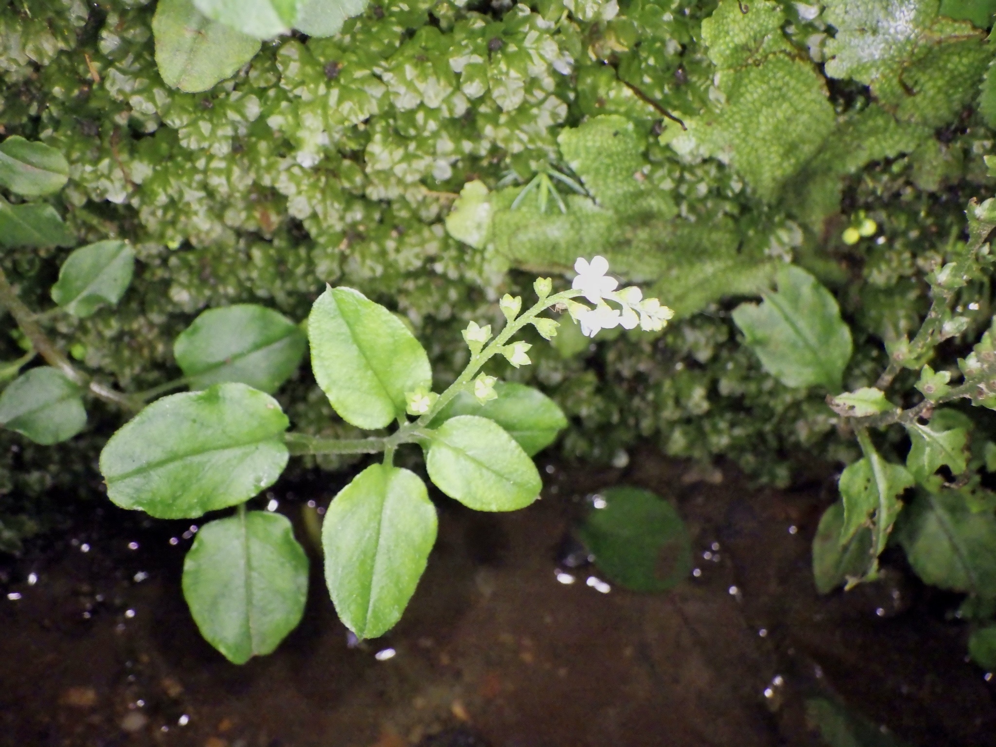 Wetlands Trigonotis (Trigonotis brevipes)