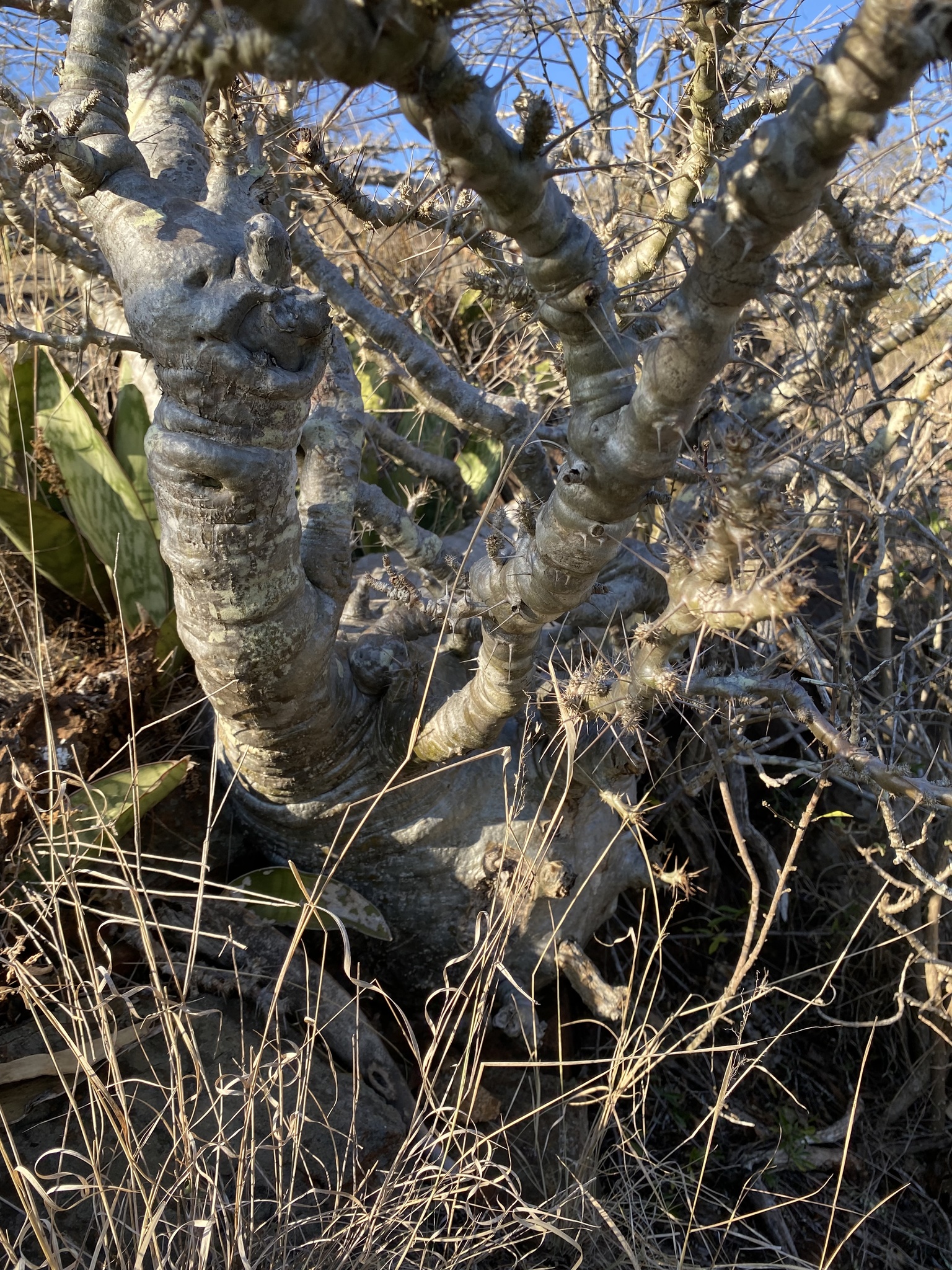Pachypodium saundersii