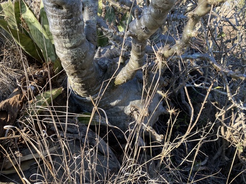Pachypodium saundersii