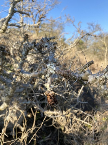 Pachypodium saundersii
