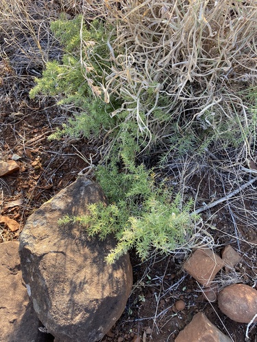 Tiny-flower Asparagus (Asparagus minutiflorus)