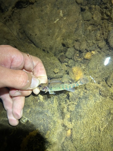 Variegate darter (Etheostoma variatum) — Percidae — 3