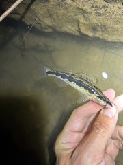 Longhead Darter photo 4