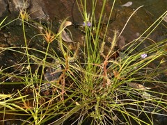 Drosera serpens
