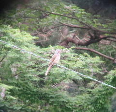 Hypsipetes amaurotis