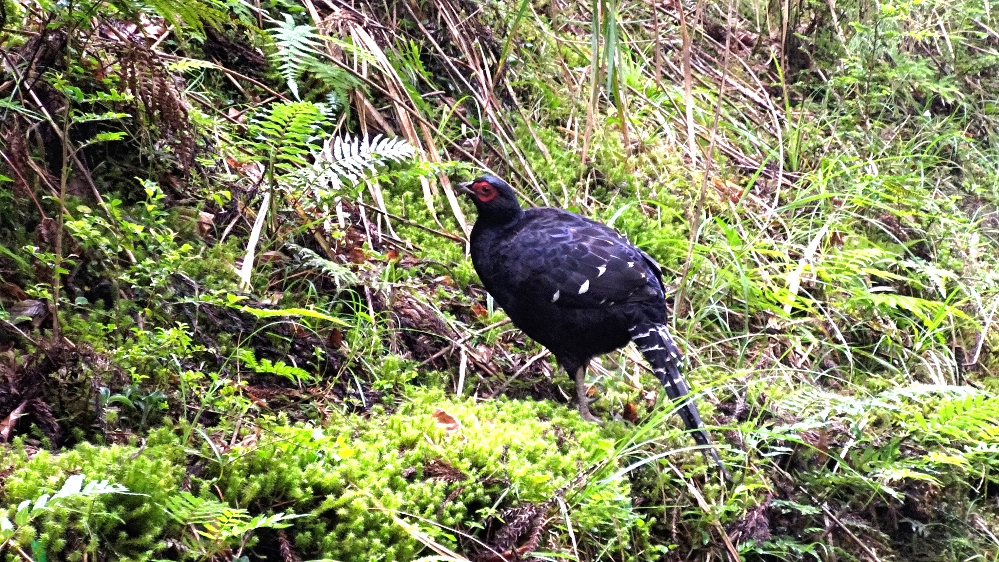 Mikado Pheasant