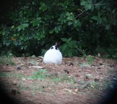Oryctolagus cuniculus domesticus
