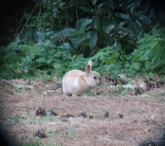 Oryctolagus cuniculus domesticus