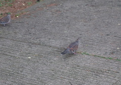 Streptopelia orientalis
