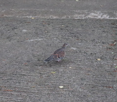 Streptopelia orientalis