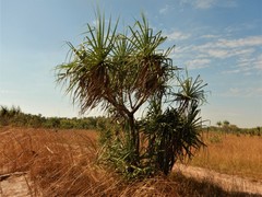 Pandanus spiralis