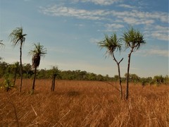 Pandanus spiralis