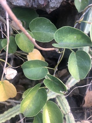 Tinospora tenera