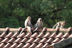 Macaca fascicularis
