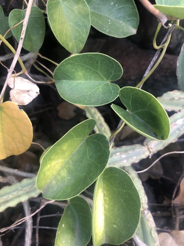 Red-Fruited Marvel-Creeper (Tinospora tenera)