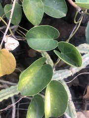 Tinospora tenera
