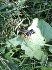 Temnostoma vespiforme