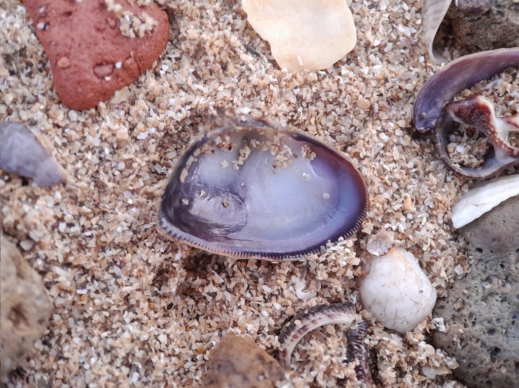 Donax assimilis