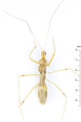 Saicinae