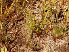 Selaginella pygmaea
