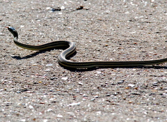 Thamnophis proximus orarius