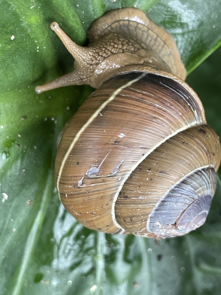 Asperitas sparsa