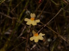 Utricularia chrysantha